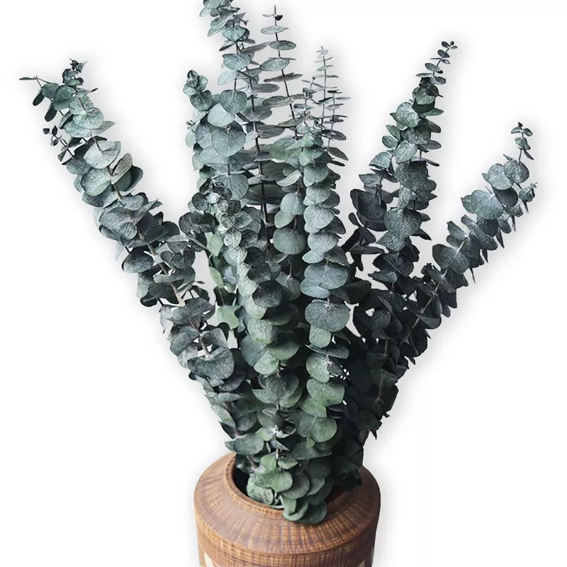 10 Stems Dried Eucalyptus Bundle 15-17 Inch Real Natural Eucalyptus Leaves for Shower Home Decor Wedding DIY Floral Arrangements