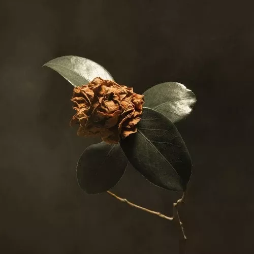 Young Sick Camellia CD