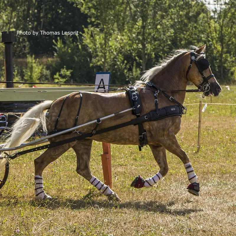 Zilco ZGB Single Harness - Warmblood Size